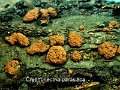 Cryphonectria parasitica-amf2228